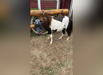 Mini pony Shetland, Caballo castrado, 4 años, 78 cm, Pío