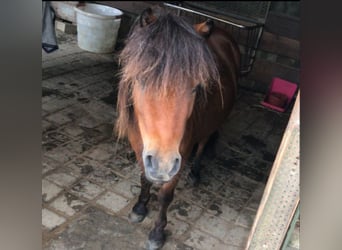 Mini pony Shetland, Caballo castrado, 4 años, 83 cm, Castaño