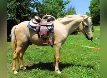 Mini pony Shetland, Caballo castrado, 4 años, 94 cm, Palomino