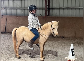 Mini pony Shetland, Caballo castrado, 4 años, 94 cm, Palomino