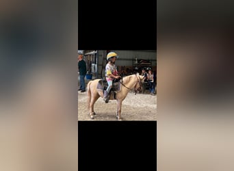 Mini pony Shetland, Caballo castrado, 4 años, 94 cm, Palomino