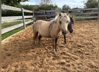 Mini pony Shetland, Caballo castrado, 5 años, 83 cm, Palomino