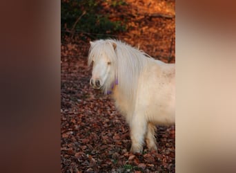 Mini pony Shetland, Caballo castrado, 5 años, 83 cm, Palomino