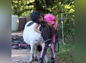 Mini pony Shetland, Caballo castrado, 5 años, 83 cm, Pío