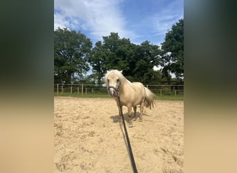 Mini pony Shetland, Caballo castrado, 5 años, 85 cm, Palomino