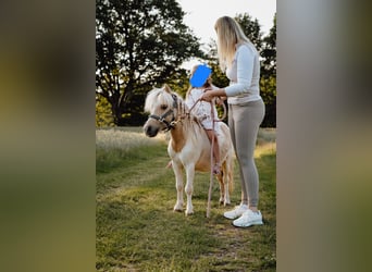 Mini pony Shetland, Caballo castrado, 5 años, 85 cm, Pío