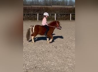 Mini pony Shetland, Caballo castrado, 5 años, 90 cm, Pío