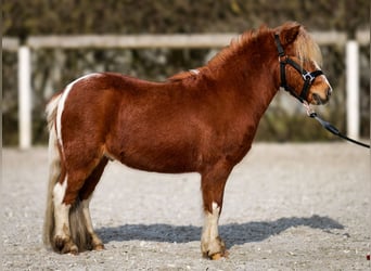 Mini pony Shetland, Caballo castrado, 5 años, 90 cm, Pío