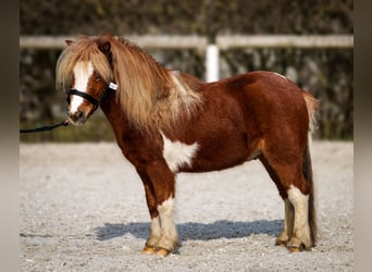 Mini pony Shetland, Caballo castrado, 5 años, 90 cm, Pío