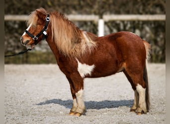 Mini pony Shetland, Caballo castrado, 5 años, 90 cm, Pío