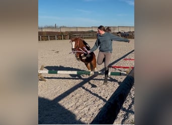 Mini pony Shetland, Caballo castrado, 5 años, 90 cm, Pío