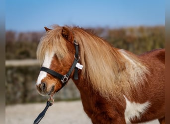 Mini pony Shetland, Caballo castrado, 5 años, 90 cm, Pío