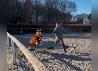 Mini pony Shetland, Caballo castrado, 5 años, 90 cm, Pío