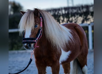 Mini pony Shetland, Caballo castrado, 5 años, 90 cm, Pío