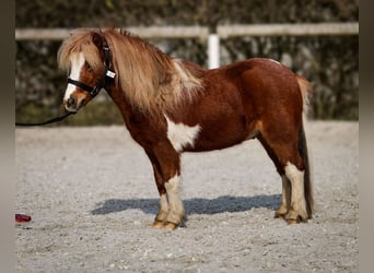 Mini pony Shetland, Caballo castrado, 5 años, 90 cm, Pío