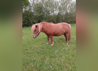Mini pony Shetland, Caballo castrado, 6 años, 85 cm, Alazán