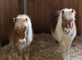 Mini pony Shetland, Caballo castrado, 6 años, 85 cm, Castaño claro