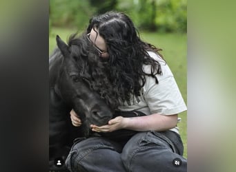 Mini pony Shetland, Caballo castrado, 6 años, 87 cm, Negro