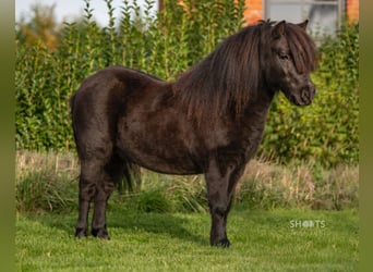 Mini pony Shetland, Caballo castrado, 6 años, 95 cm
