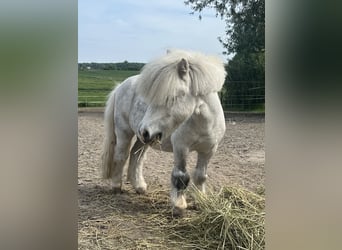 Mini pony Shetland, Caballo castrado, 7 años, 80 cm, Tordo rodado