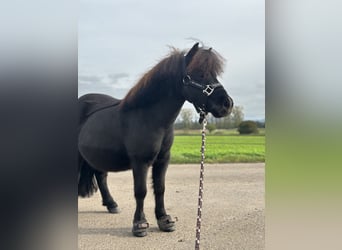 Mini pony Shetland, Caballo castrado, 7 años, 83 cm, Morcillo