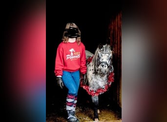 Mini pony Shetland, Caballo castrado, 7 años, 95 cm, Atigrado/Moteado