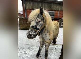 Mini pony Shetland, Caballo castrado, 7 años, Atigrado/Moteado