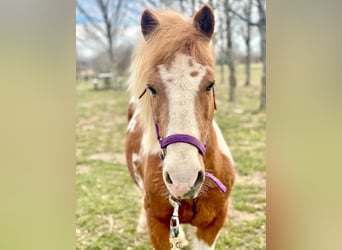 Mini pony Shetland, Caballo castrado, 8 años, 102 cm, Tobiano-todas las-capas