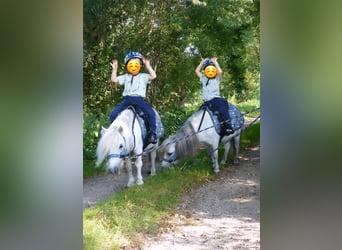 Mini pony Shetland, Caballo castrado, 8 años, 80 cm, Tordo