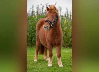 Mini pony Shetland, Caballo castrado, 8 años, 95 cm