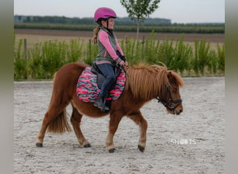 Mini pony Shetland, Caballo castrado, 8 años, 95 cm