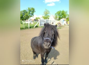 Mini pony Shetland, Caballo castrado, 9 años, 79 cm, Negro