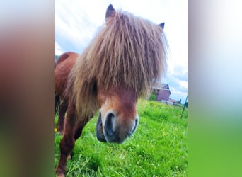 Mini pony Shetland, Caballo castrado, 9 años, 92 cm, Alazán