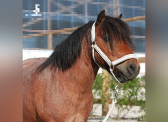 Mini pony Shetland, Caballo castrado, 9 años, 94 cm, Castaño