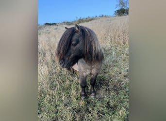 Mini pony Shetland, Semental, 10 años, 84 cm, Ruano azulado