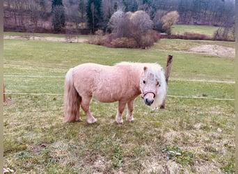 Mini pony Shetland, Semental, 10 años, Bayo