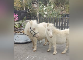 Mini pony Shetland, Semental, 11 años, 78 cm, Cremello