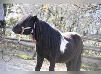 Mini pony Shetland, Semental, 11 años, 84 cm, Pío