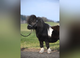 Mini pony Shetland, Semental, 11 años, 84 cm, Pío