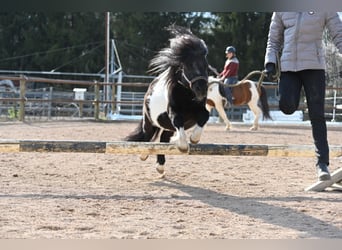 Mini pony Shetland, Semental, 11 años, 84 cm, Pío