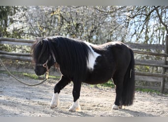 Mini pony Shetland, Semental, 11 años, 84 cm, Pío