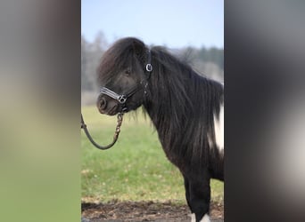 Mini pony Shetland, Semental, 11 años, 84 cm, Pío