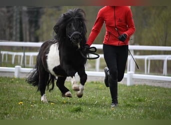 Mini pony Shetland, Semental, 11 años, 84 cm, Pío