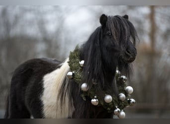 Mini pony Shetland, Semental, 11 años, 84 cm, Pío