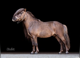 Mini pony Shetland, Semental, 12 años, 77 cm, Alazán-tostado