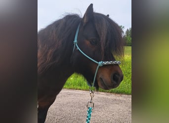 Mini pony Shetland, Semental, 12 años, 83 cm, Pío