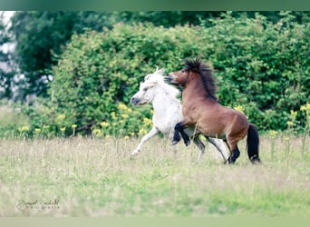 Mini pony Shetland, Semental, 14 años, 87 cm, Atigrado/Moteado