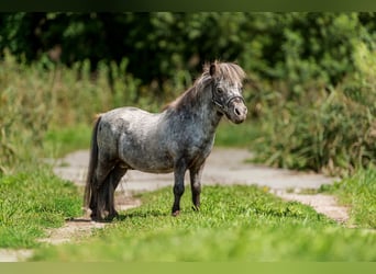 Mini pony Shetland, Semental, 17 años, 66 cm, Atigrado/Moteado