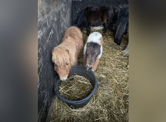 Mini pony Shetland, Semental, 1 año, 65 cm, Alazán