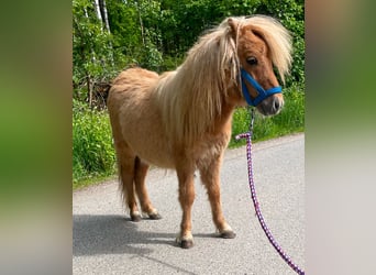 Mini pony Shetland, Semental, 1 año, 69 cm, Red Dun/Cervuno